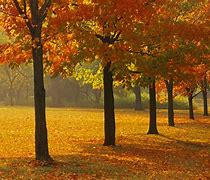 Image result for Colorful Fall Field