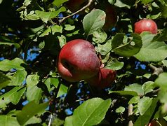 Image result for Cutted Apple