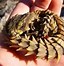 Image result for Armadillo Dragon Lizard