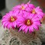 Image result for Flor Cactus