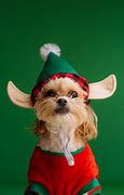 Image result for Funny Christmas Dog Wallpaper