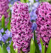 Image result for Purple Hyacinth Flower