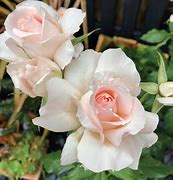 Image result for Elizabeth II Roses