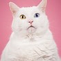 Image result for Funny Fat Fluffy Cats