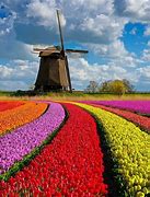 Image result for Tulip Fields with Wildmill Netherlands
