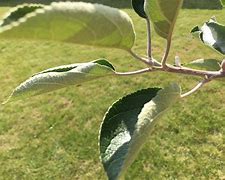 Image result for Curly Leaf Tree