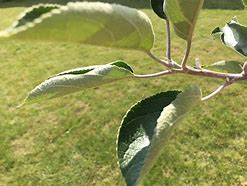 Image result for Apple Tree Curled Leaves