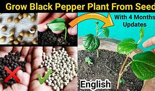 Image result for How Is Pepper Made