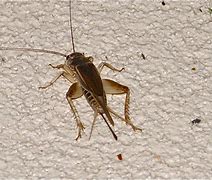 Image result for Brown Cricket Insect