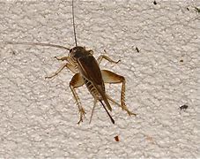 Image result for Cricket Bug Colombia Brown