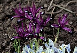 Image result for Iris reticulata Pauline