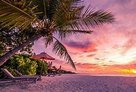 Image result for Tropical Phone Backgrounds