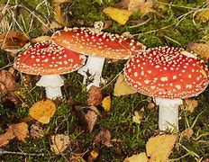Image result for agaric�cso
