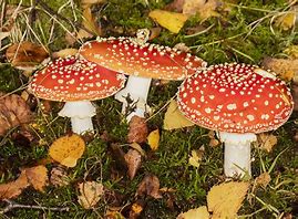 Image result for agaric�cro