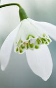Image result for Galanthus Lady Beatrix Stanley