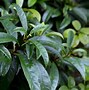 Image result for Evergreen Climbers