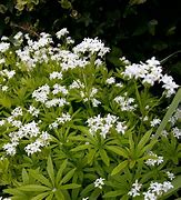 Image result for Asperula odorata