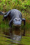 Image result for Swamp Gator