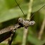 Image result for Praying Mantis Pet in China