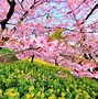 Image result for Japanese Cherry Blossom Tree Desktop
