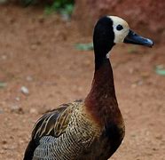 Image result for Cool Duck Meme