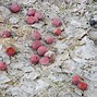 Image result for Photos of Rotten Fruit