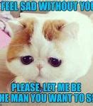 Image result for Sad Cat Image Meme