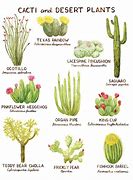 Image result for Desert Cactus Plants Arizona