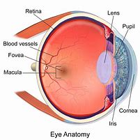 Image result for Normal Eye Retina