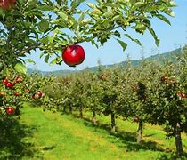 Image result for Apple Fruit Farm