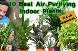 Image result for Air Purifier Plants for Bedroom