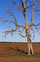 Image result for Dead Tree Branches