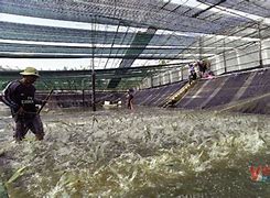 Image result for Aquaculture Shrimp Farming