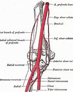 Image result for Brachial Artery Branches