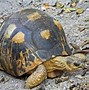 Image result for Coolest Shell