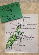 Image result for Praying Mantis Body Parts