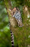 Image result for Jungle Cat Weird Noise