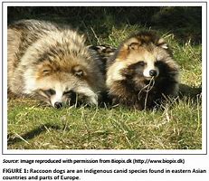 Image result for Raccoon Dog Memes