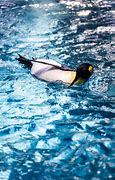 Image result for Penguin Zoo Swimming