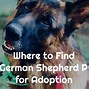 Image result for german shepherds adoption