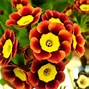 Image result for Primula auricula Mark