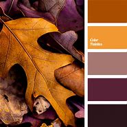 Image result for Autumn Color Hunt