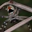 Image result for Huntsman Spider
