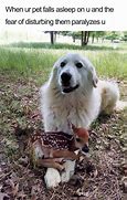 Image result for Funny Lab Dog Memes