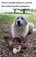 Image result for Small Dog Bed Meme
