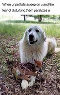 Image result for Animal Memes Wallpaper