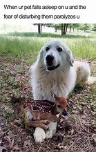 Image result for Cute Animal Love Memes