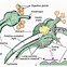 Image result for Clam Anatomy Diagram