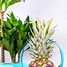 Image result for Pineapple Phone Cases 5Se