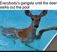 Image result for Deer in Pool Meme